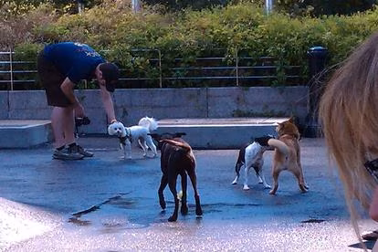 Dog parks in New York, New York, New York